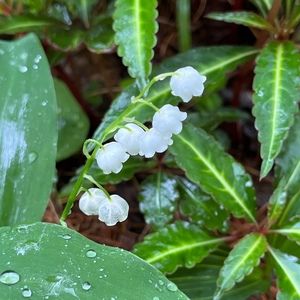 Meet your Posher, Julia